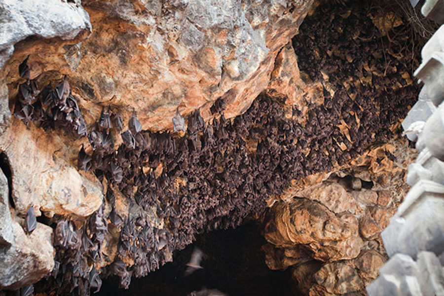 Hundreds of bats in Goa Lawah – The Bat Cave, Bali – South East Asia